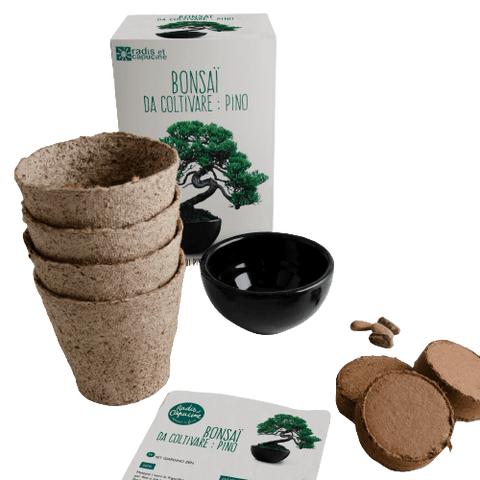 SET - Bonsai, uzgoj bora Pinus Pinija + keramička posuda