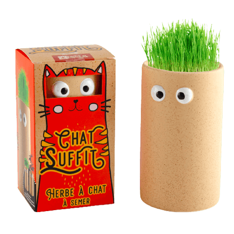SET - Sjemenke za mačke + terakota lonac