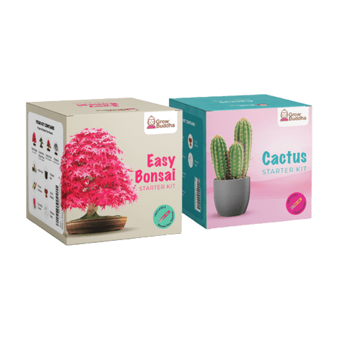 SET - Bonsai sjemenke + Kaktus sjemenke