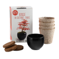 SET - Bonsai, uzgoj crvenog javora + keramička posuda